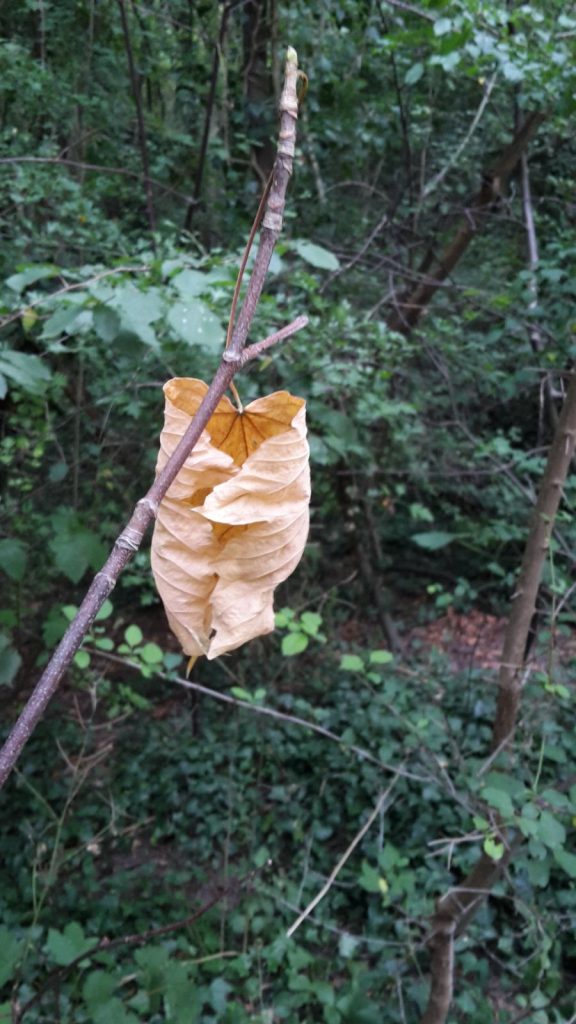 In sich Ruhe - Geborgenheit finden